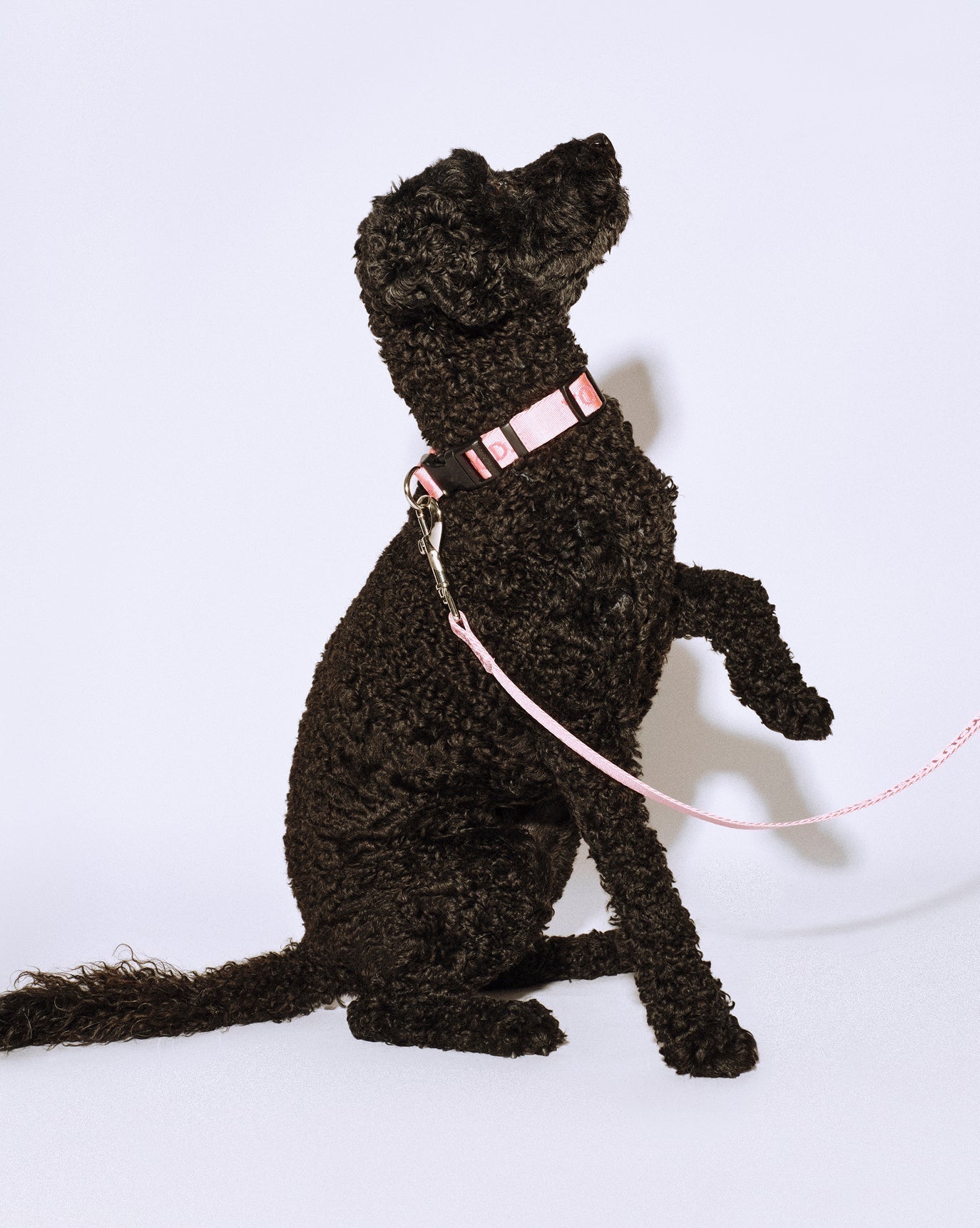 You Look Good Leash